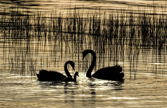 Black Swans and Cygnet Lake Taupo NZ